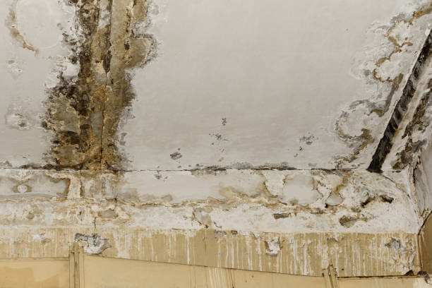 Best Emergency Mold Remediation  in Redan, GA